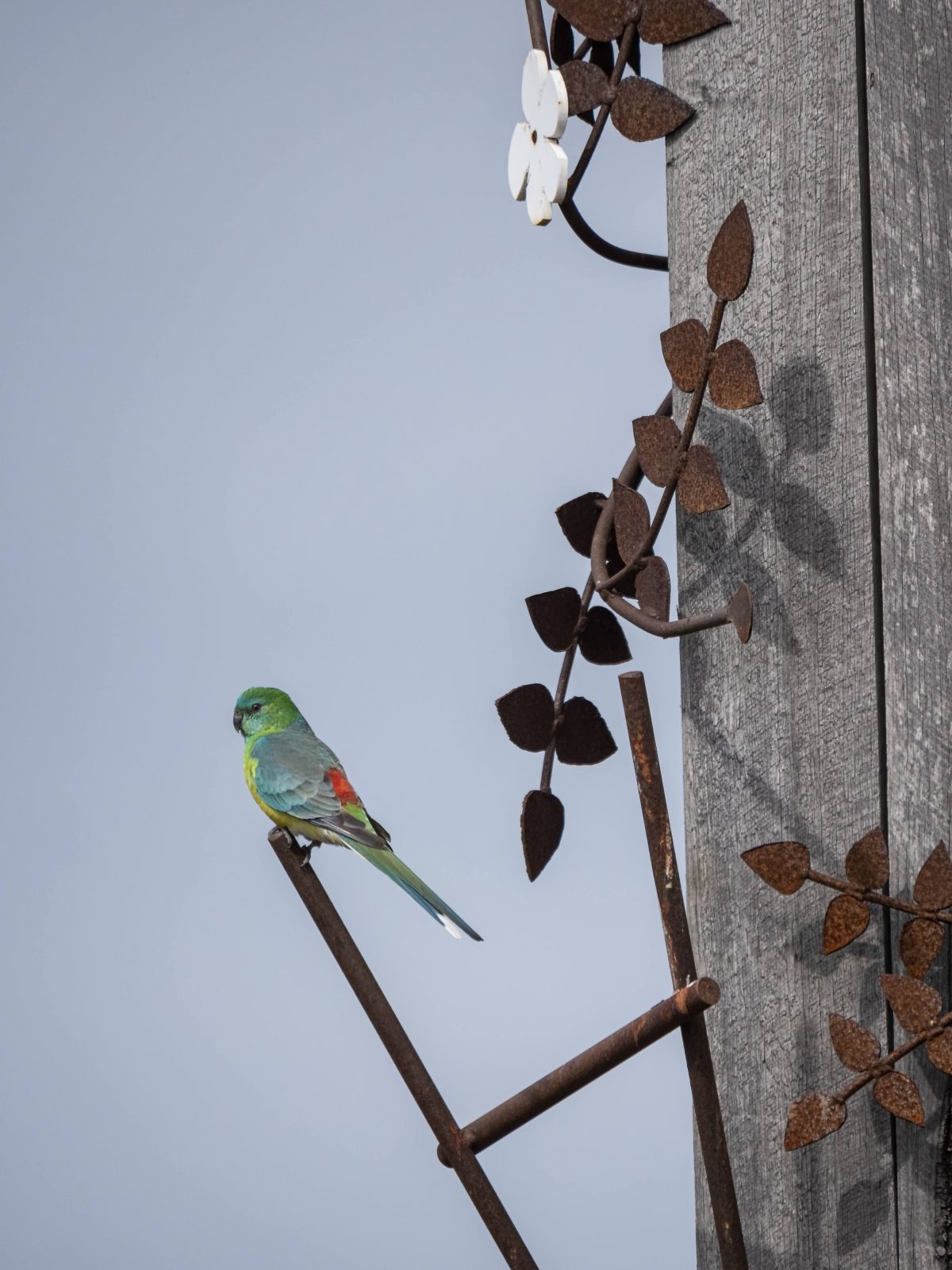 Spring nesting time at ARMSTRONG Mt Duneed wetlands Villawood Properties